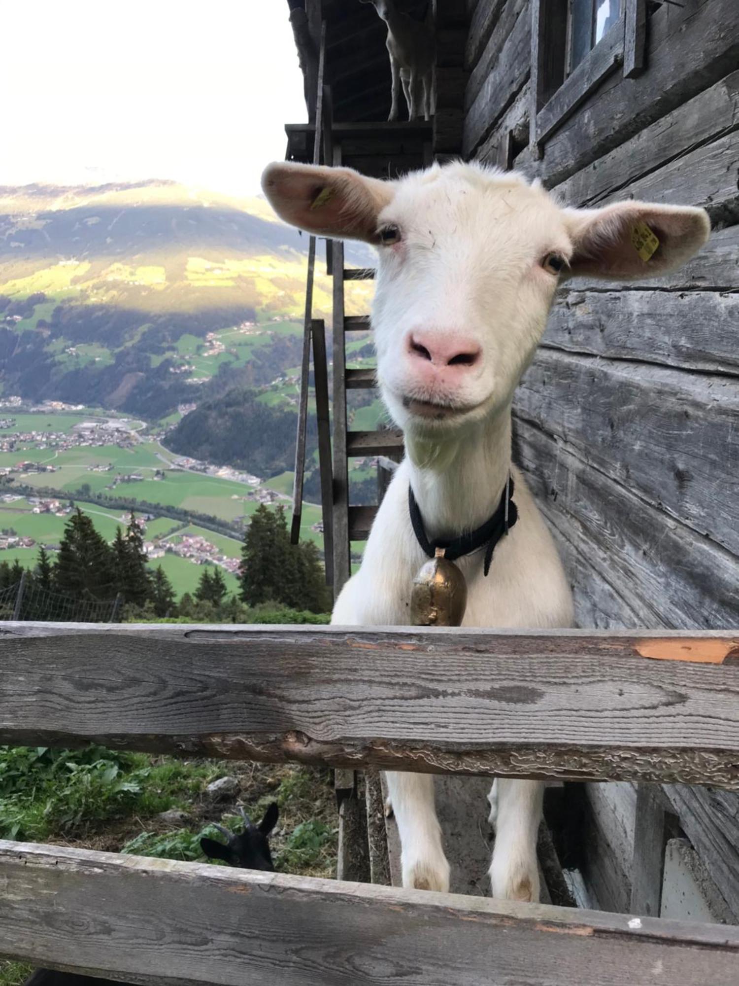 Вилла Goass'N Alm Zillertal Хиппах Экстерьер фото